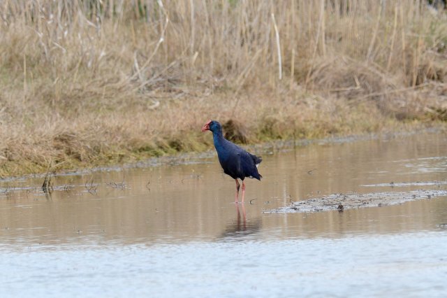 Talève sultane / Purple Swamphen